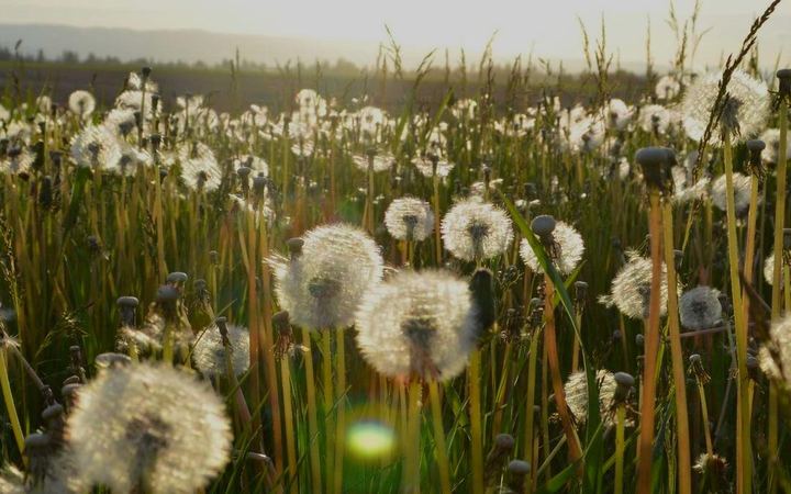 Dandelion clocks in a meadow